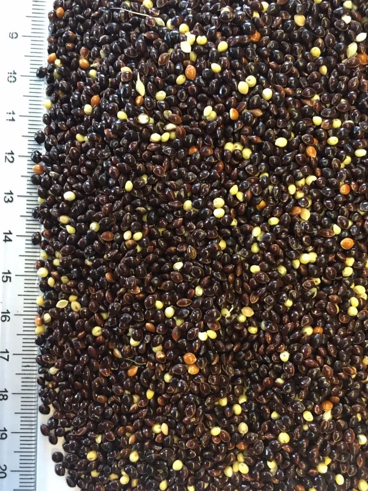 
Wholesale Bird Feed Seeds Of Ukrainian origin Black Millet for Birds Food 