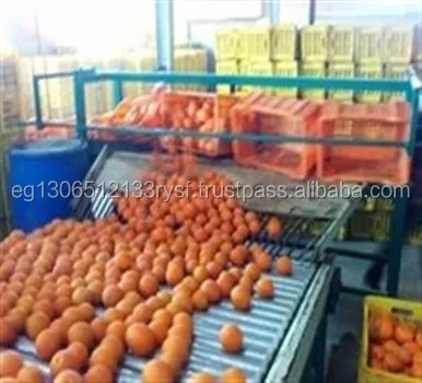 Надежный оранжевый пупок высшего класса, 2022 свежий оранжевый желтый оранжевый пупок. Valencia. Baladi 1 контейнер 16 кг Египет