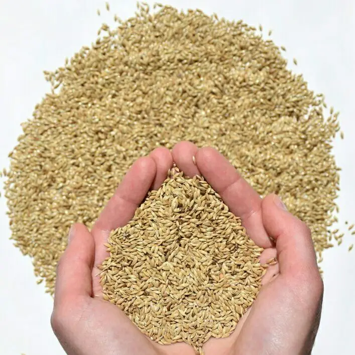 Canary seed for Bird Food High Quality