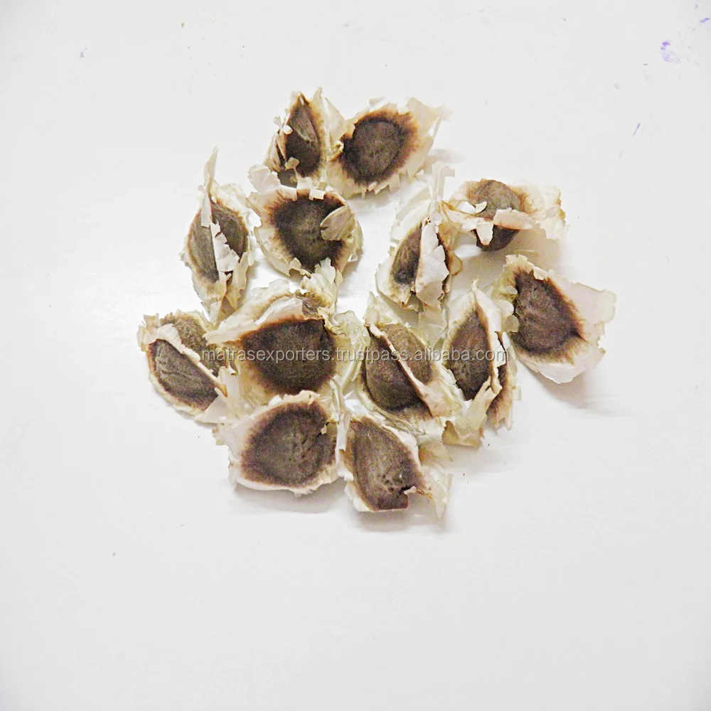 PKM1 Wholesale Moringa Seed Supplier-  -- Whatsapp :+91 73580 94554