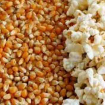 
 Ядро попкорна для продажи  