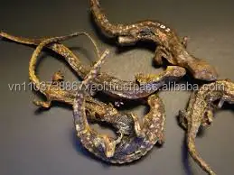 
Hot Gecko in Vietnam . 