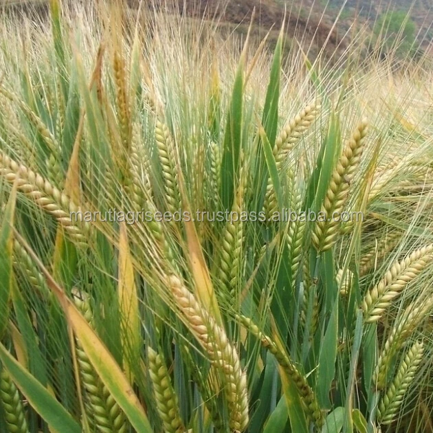 
Barley Seeds For Sowing For Monaco 