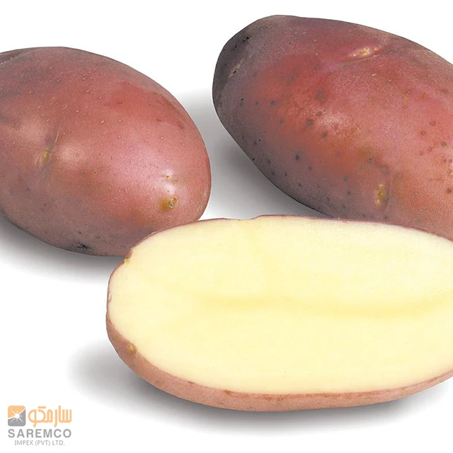 Fresh Asterix Potato | New Harvest from Pakistan
