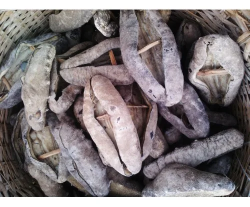 Hot Fresh Frozen Seafood Wild Dried Sea Cucumber