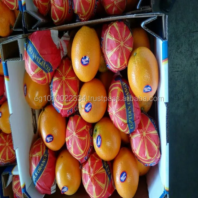 fresh navel orange from egypt