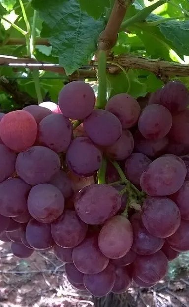 Hot Sale Fresh RED GLOBE Grapes