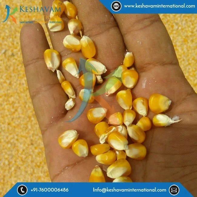 Превосходное качество высокопитательный желтая кукуруза