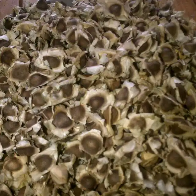 
India organic natural dried moringa seed 