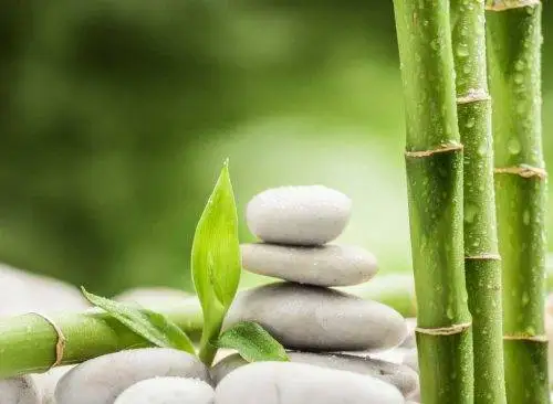 NATURAL ECO- FRIENDLY HIGH QUALITY BAMBOO POLES + Whatsapp +84-845-639-639