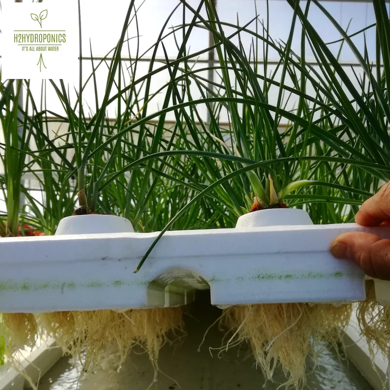 aeroponic system vertical