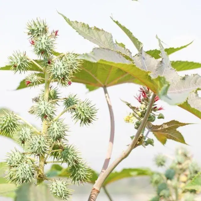 Castor oil undiluted and 100% pure and natural castor carrier oil