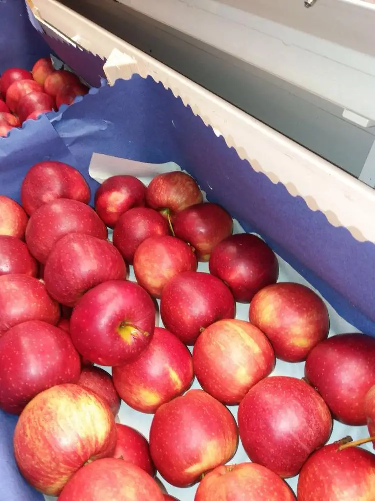 Свежие фрукты, яблоки Королевского торжества, свежие яблоки класса 1, польское происхождение