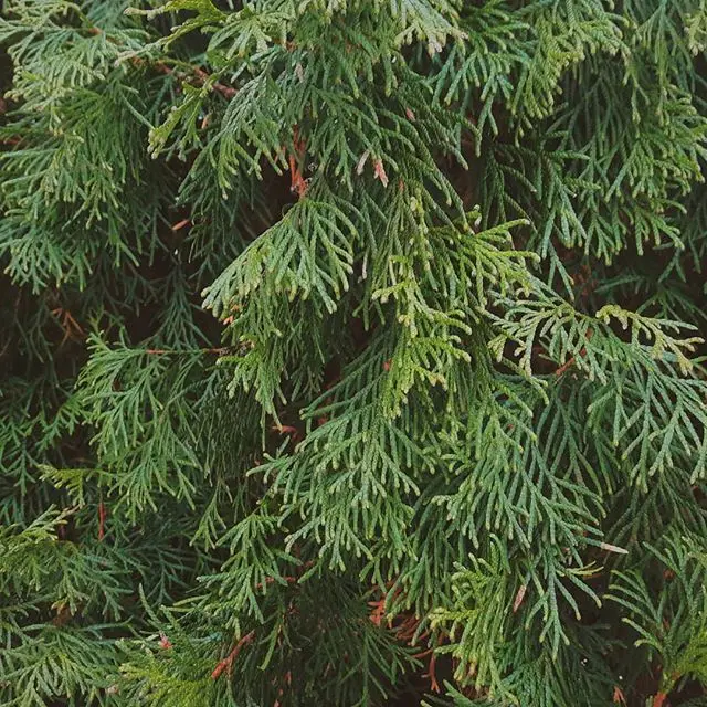 Black Spruce 100%  Natural and Pure  Hydrosol Floral Water