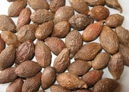 Somraon/ MALVA NUT / PANG DA HAI /Sterculia lychnophora/WHATSAPP +84-845-639-639