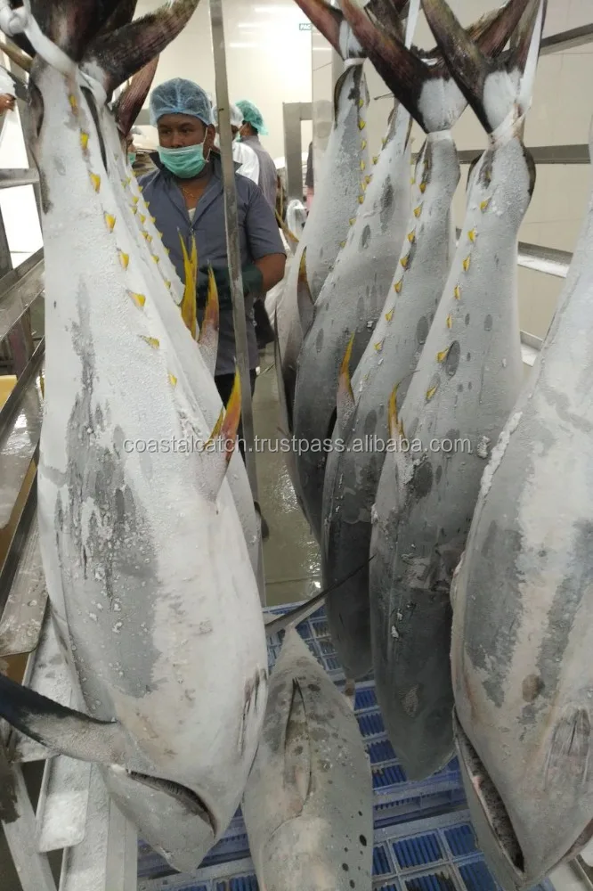
YELLOW FIN TUNA 4kg/10kg 10KG/20KG, 20KG/30KG, 30KG/UP 