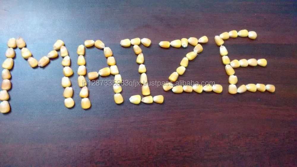 Animal Feed And Cattle Feed And Human Consumption Yellow Corn/ Maize For Sale