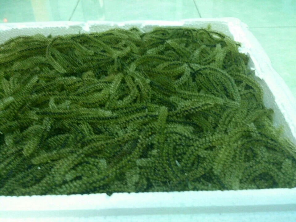 Dried Sea Grape With Competitive Price From Vietnam