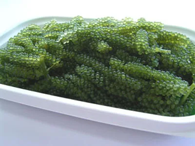 Dried Sea Grape With Competitive Price From Vietnam