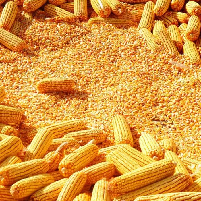 Corn seeds