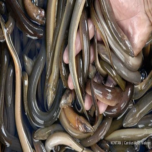 Whole Sale Frozen Horse Mackerel,Salmon , Ribbon Fish ,Eel ,Sea Bass Globefish and Tuna Fish