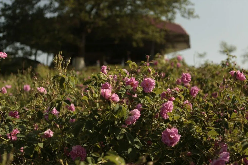  Комплект эфирных масел на водной основе для свечей из Болгарии высокого качества