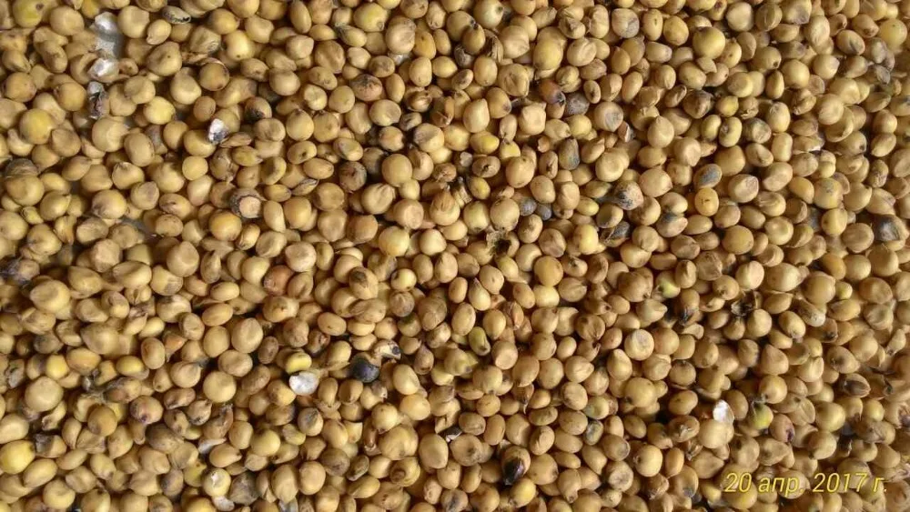 
Wholesale Seeds Of Ukrainian origin White Sorghum for Birds and Animals 