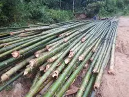 Bamboo pole for building, bamboo poles best quality (Whatsapp: 84 845639639 -  Ms Holiday )