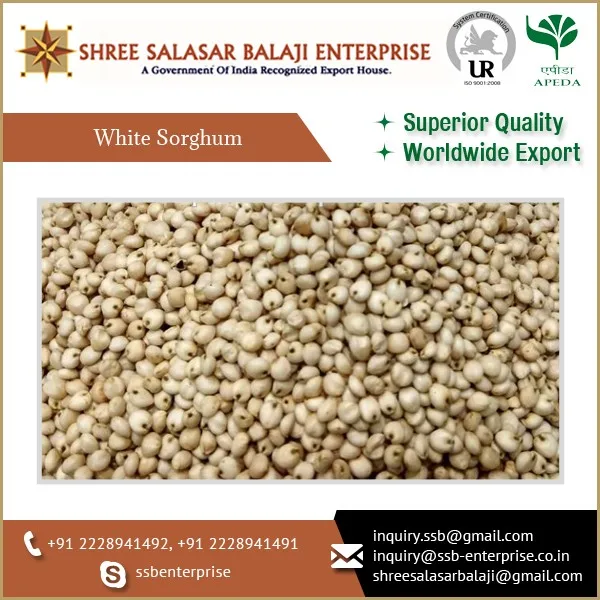 BEST quality Organic white sorghum seeds high grade good quality healthy food raw available in bulk quantity at wholesale price