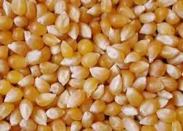 MAIZE CORN
