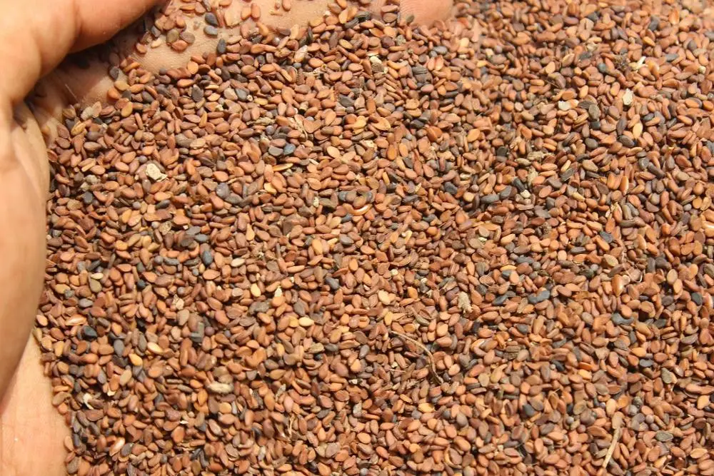 Семена коричневого кунжута 2021