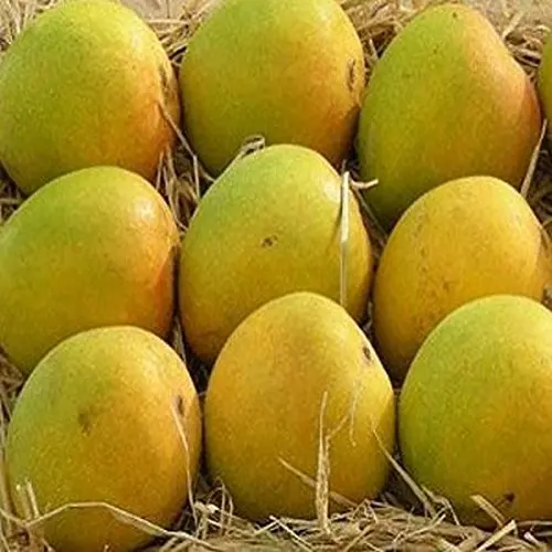 
Alphonso Fresh Mangos 