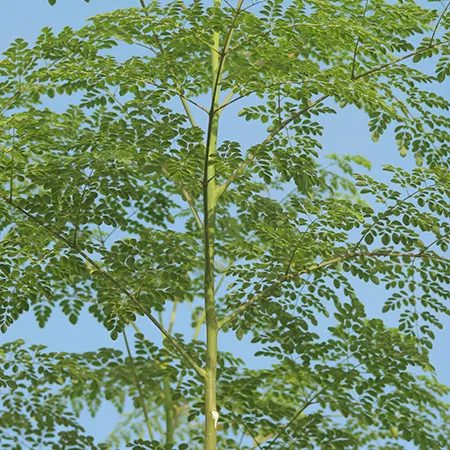 
India organic natural dried moringa seed 