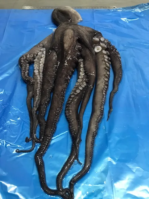 Необработанный замороженный Полный Круглый Осьминог (вытянутый)-страна-Чили