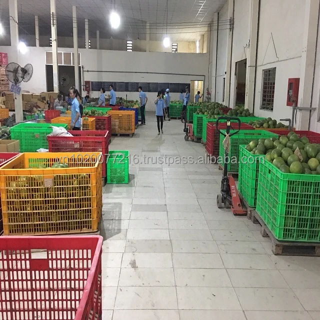 Vietnam Fresh pomelo