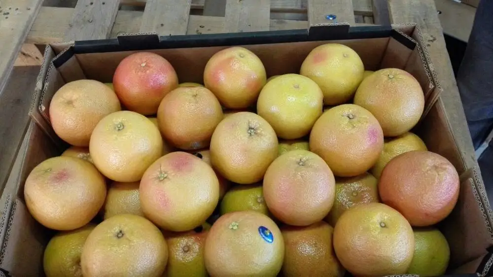 Fresh grape fruit, Red/White Grape fruit from Egypt , ready to export from our farms season 2020