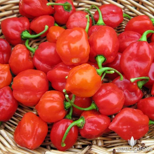 Fresh Habanero Pepper wholesale Price