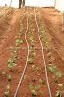 coco peat production process