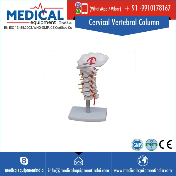 Human Vertebral Column Cervical Vertebra Model Cervical Spine with Neck Artery Occipital Bone Disc and Nerve For Anatomy Using