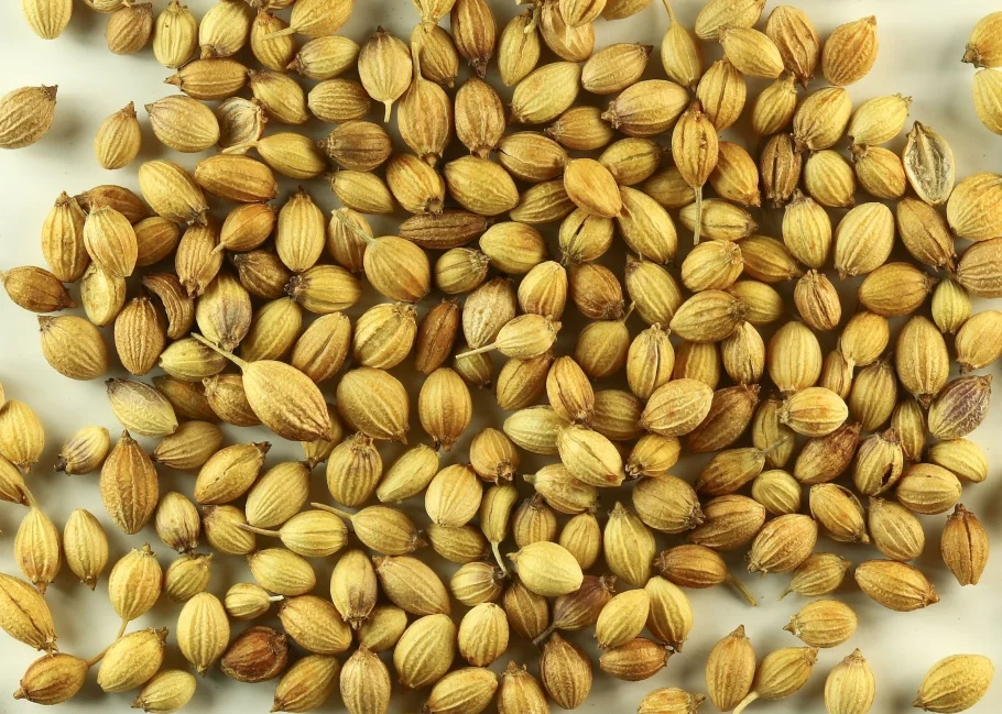 100 % Pure Fresh Dried Indian Wholesale Eagle Split Coriander Seed