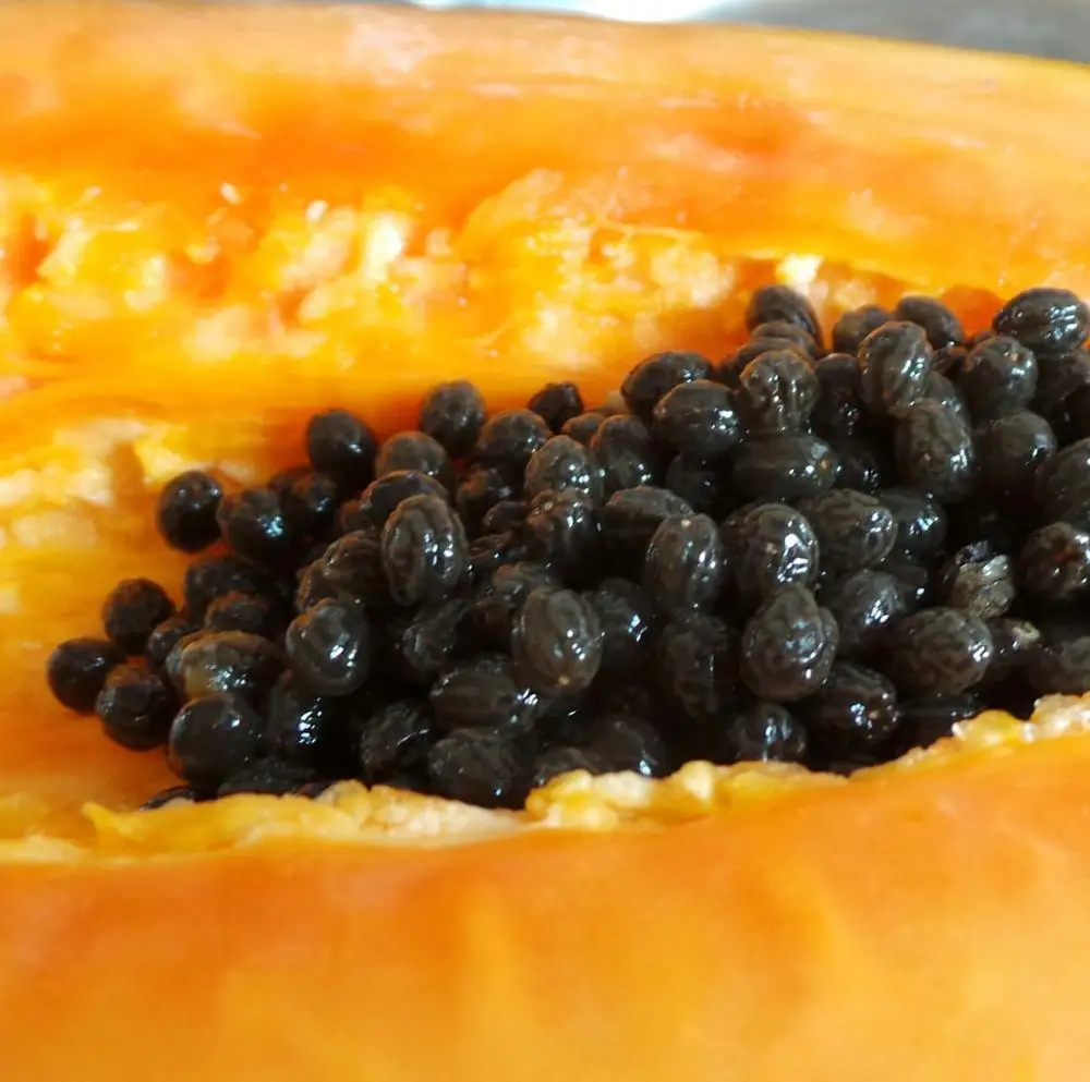 
Organic dried black papaya seeds/Black pawpaw seeds with many health benefits 