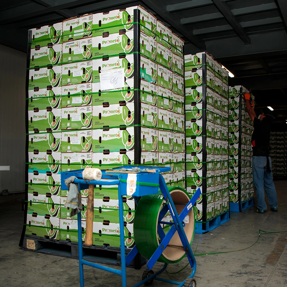 
High-quality Prices Fresh Sweet Hass Avocado from South Africa 