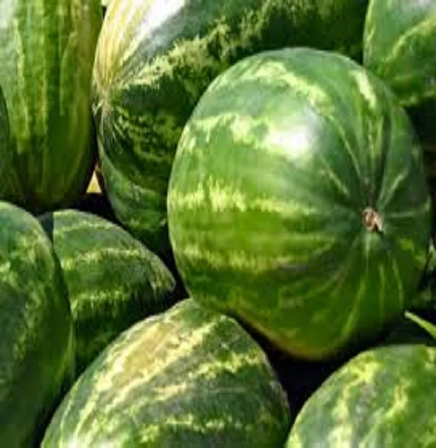 Новый арбуз на продажу