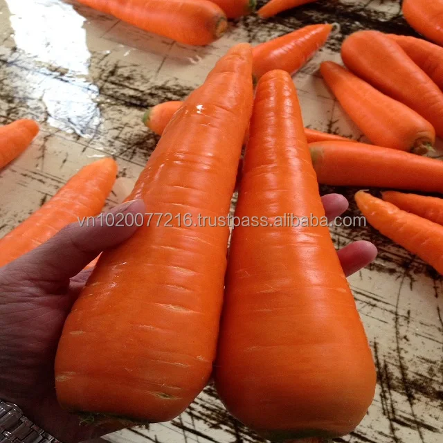  Свежие фрукты и овощи из Хоанг Ким Вьетнама/свежие моркови