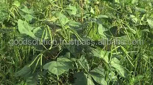 FRESH GREEN MUNG BEAN FOR MAKING SPROUT