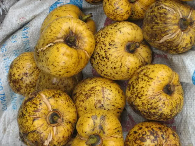 NEW CROP FRESH ANNONA GLABRA FROM VIETNAM in 2020