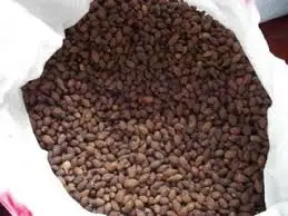 Somraon/ MALVA NUT / PANG DA HAI /Sterculia lychnophora/WHATSAPP +84-845-639-639