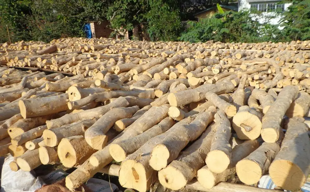 TONGKAT ALI DRY - Eurycoma Longifolia Ms Holiday +84-845-639-639