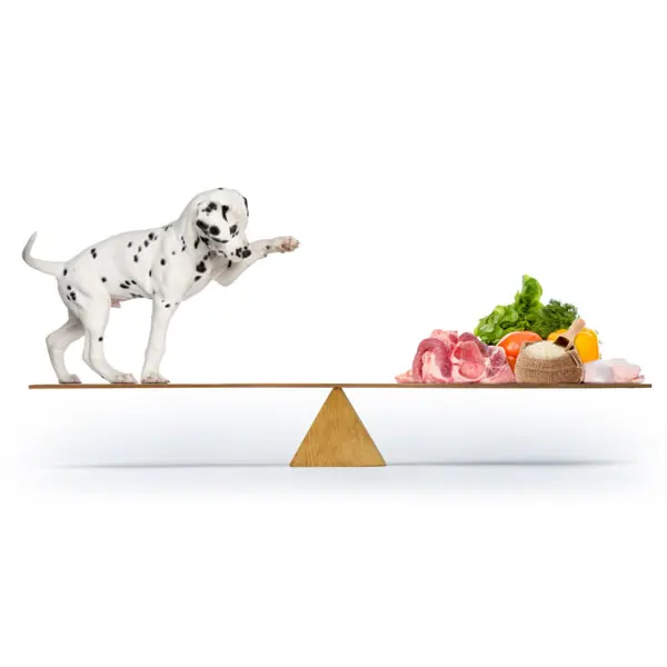 
Dog food with chicken, vegetables and rice. Adult dogs of small breeds 