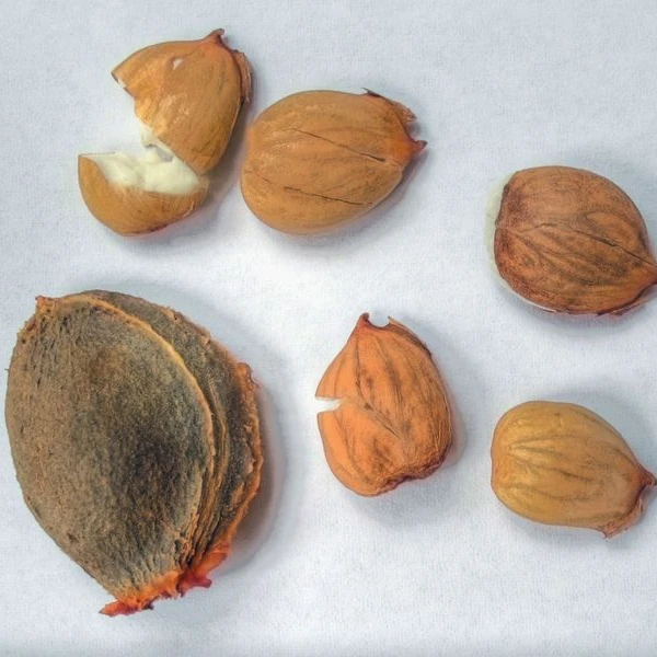 
Apricot Kernel Seeds Core 